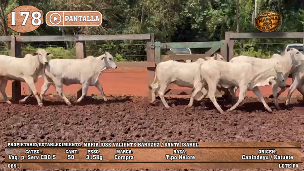 Lote LOTE 178 - PANTALLA