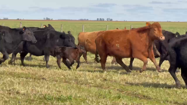 Lote 50 Vacas usadas paridas