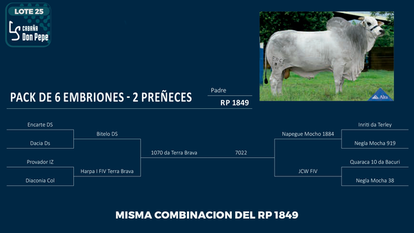 Lote LOTE 25