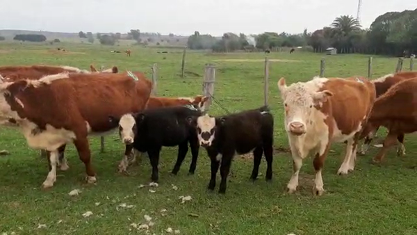 Lote 18 piezas de cría hereford