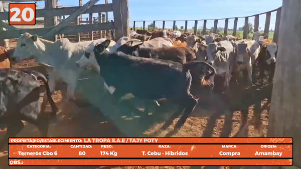 Lote LOTE 20