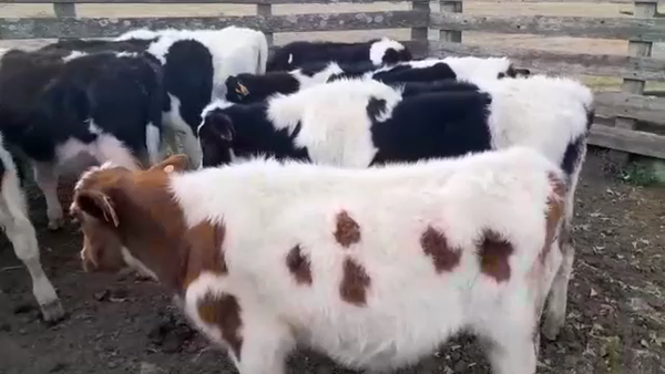 Lote 11 Terneras HOLANDO 180kg - , San José