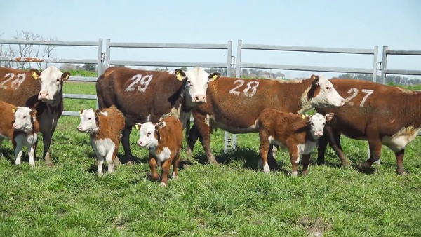 Lote Vacas con Cria HEREFORD