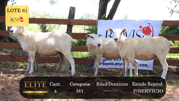 Lote LOTE 61