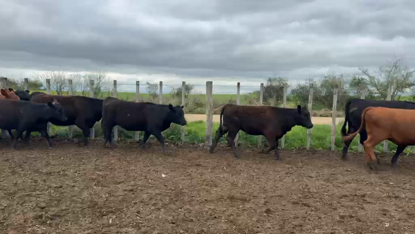 Lote TERNERAS