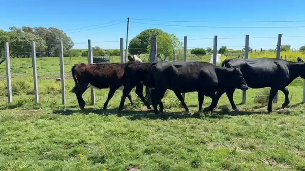 Lote VAQUILLONAS 1 a 2 AÑOS