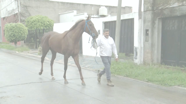 Lote ENDORS RULLER (ENDORSEMENT -  LUNA ETERNA) EN TRAINING