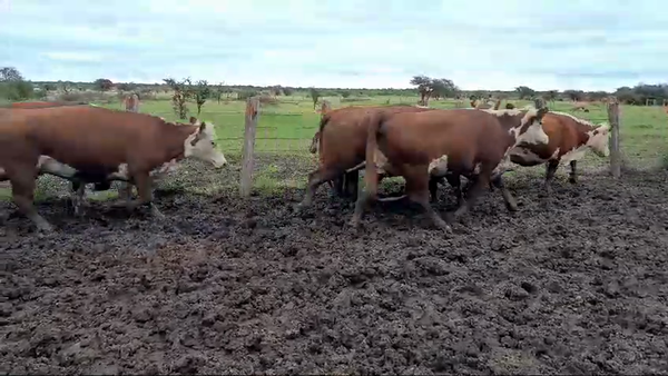 Lote 21 Vacas C/ gtia de preñez en Entre Ríos, Los Conquistadores
