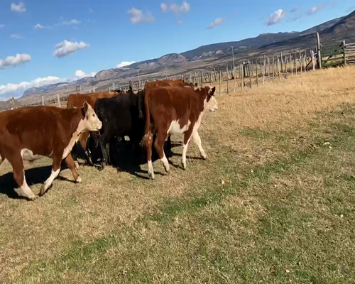 Lote 100 Novillo Engorda en Coyhaique, XI Región Aysén