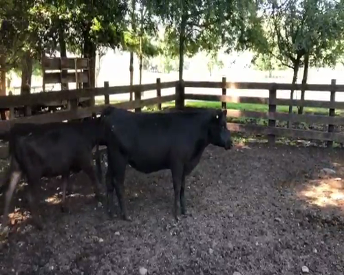 Lote 50 Vaquilla Engorda en Cunco, IX Región Araucanía