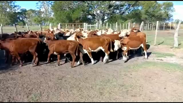Lote 70 Terneros en Concordia, Entre Ríos
