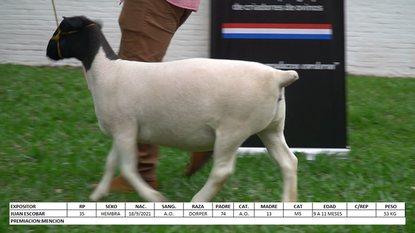 Lote Dorper Expo Internacional 2022 - Lote 7