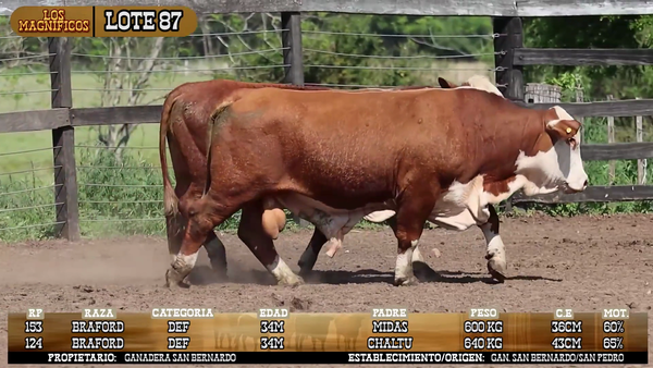 Lote LOTE 87- POR PANTALLA