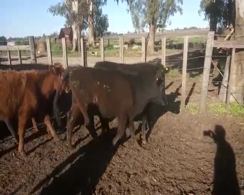 Lote 18 Terneras CRUZA 160kg - , San José