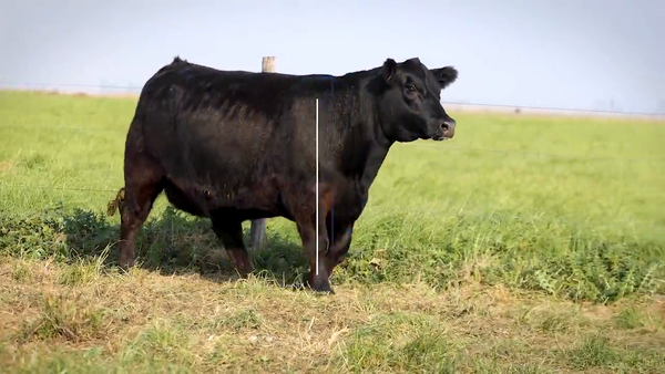 Lote VAQUILLONAS ELITE