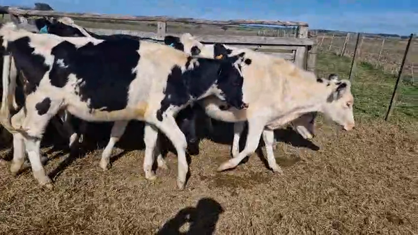 Lote 11 Vaquillonas , San José