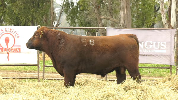 Lote TOROS ANGUS COLORADOS  PC