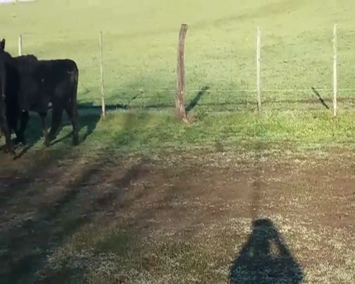 Lote (Vendido)7 Vaquillonas preñadas AA/ HE en POLANCOS