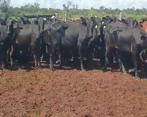 Lote 85 Novillitos en Quimilí, Santiago del Estero