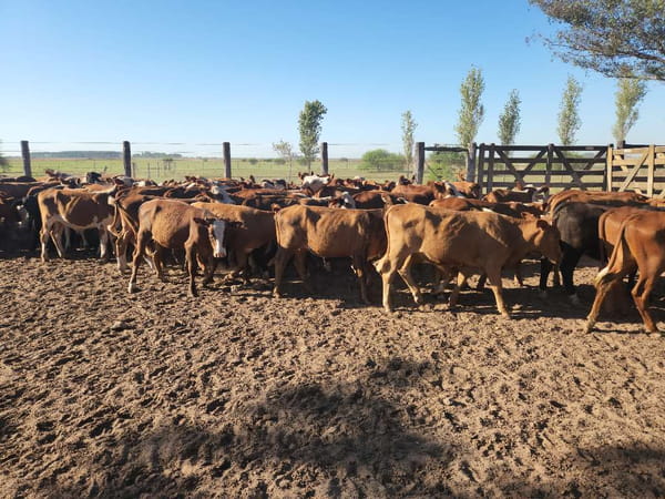 Lote 70 Terneros/as en Esquina, Corrientes
