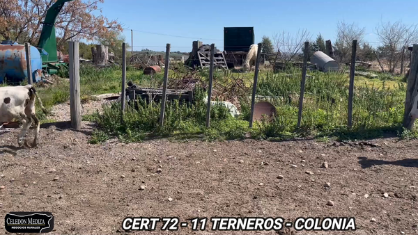 Lote 11 Terneros en Tarariras, Colonia