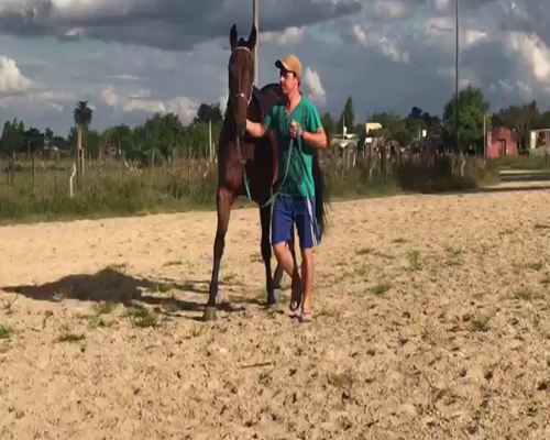 Lote HECHIZERA 36 JOSEFINO