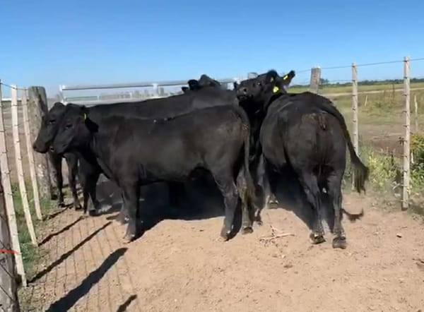 Lote 45 Vaquillonas en Tostado, Santa Fe