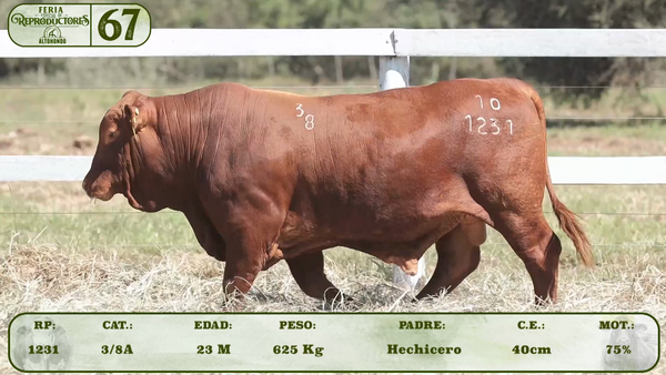 Lote LOTE 67
