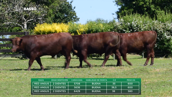 Lote 3 Toros PI / PO / PC, Cerro Largo
