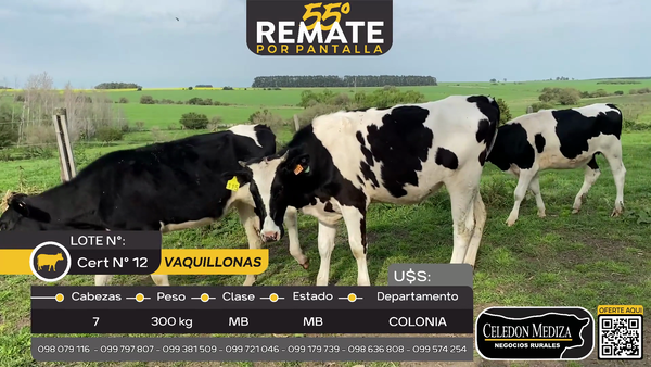 Lote 7 Vaquillonas  en Manantiales, a 20 km  de Tarariras, Colonia