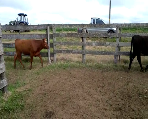 Lote 28 Vaquillonas en Colonia