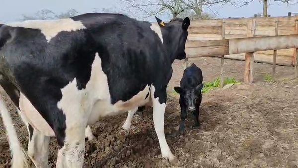 Lote 2 Vaquillonas  450kg - , San José