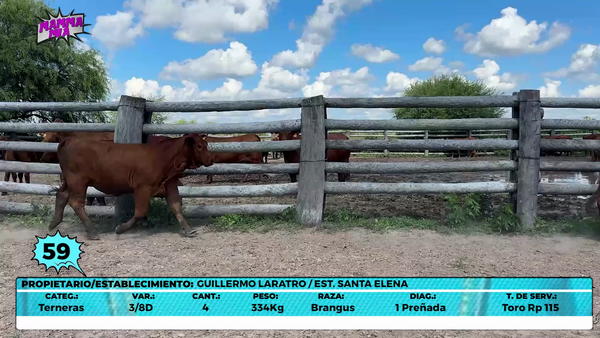 Lote LOTE 59- EN VIVO