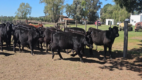Lote 43 Terneras en Buenos Aires, Tandil