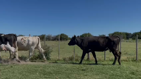 Lote Vacas de Invernada