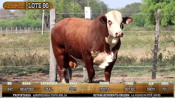 Lote LOTE 86