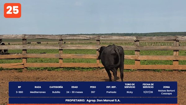 Lote LOTE 25