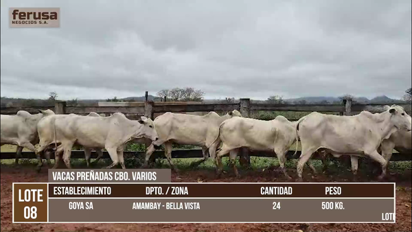 Lote LOTE 8
