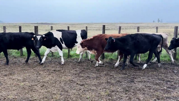 Lote NOVILLOS 1 A 2 AÑOS