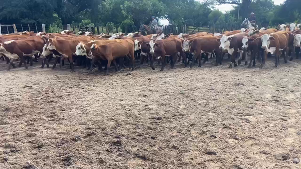 Lote 110 Terneras en Ituzaingó, Corrientes