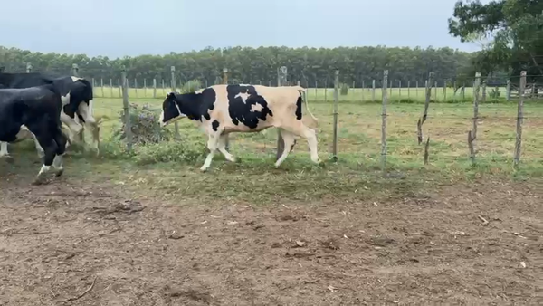 Lote NOVILLOS 1 a 2 AÑOS