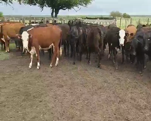 Lote 30 Terneros/as en Villaguay, Entre Ríos