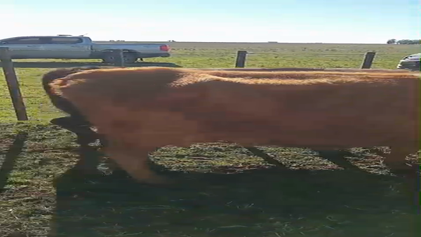 Lote 16 Vacas CUT con cría en Daireaux