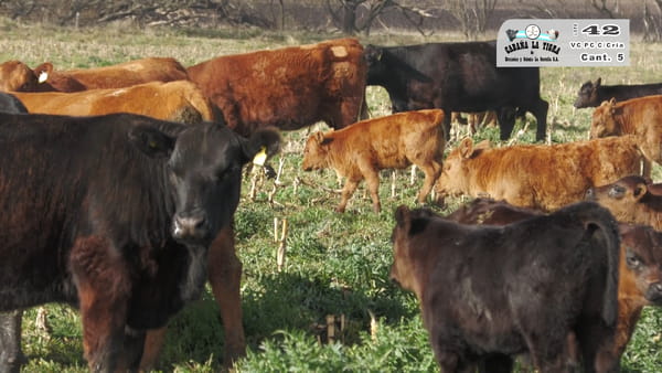Lote VAQUILLONAS PC COLORADAS PARIDAS