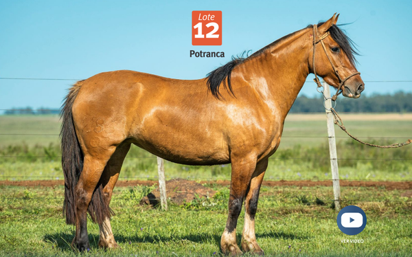 Lote DEL SILENCIO TOPADORA