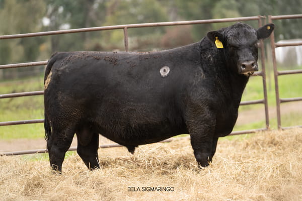 Lote TOROS ANGUS  PP