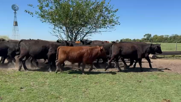 Lote 42 Novillitos en Buenos Aires