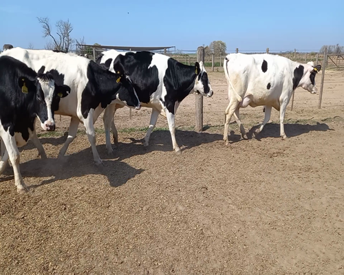 Lote VAQUILLONAS PREÑADAS