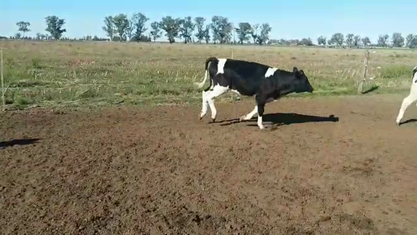 Lote 30 Novillitos Holando Argentino en Morteros, Córdoba