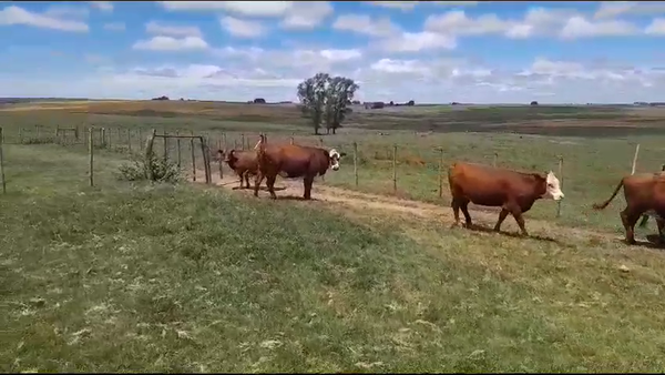 Lote 17 Vacas de Invernada Hereford y Angus en San Gregorio